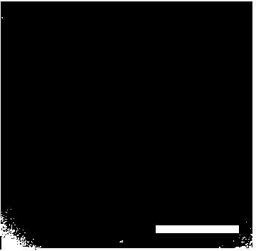 Preparation method for graphene/polyimide composite material