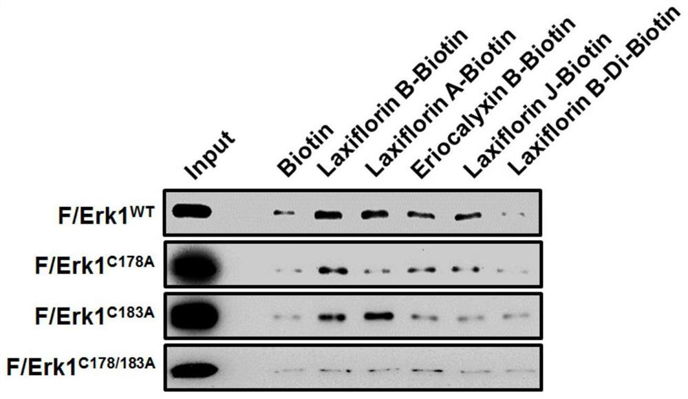 Extracellular regulatory protein kinase probe and its preparation method and application