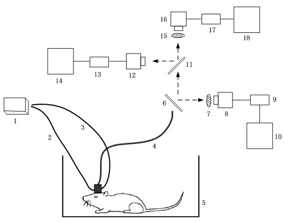 Multi-mode imaging system for observing cerebral cortex functions of moving animals