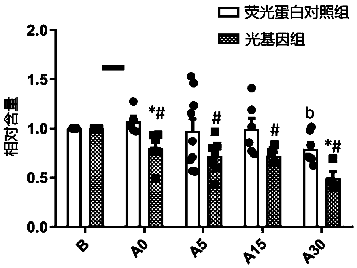 Rhythmic photostimulation pattern system and application thereof