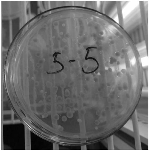 Pseudomonas XD-3 and application thereof, and microbial flocculant