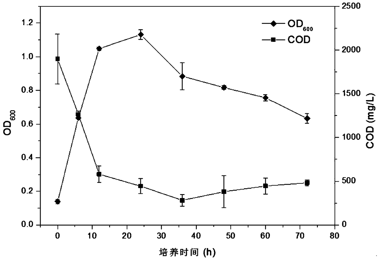 Pseudomonas XD-3 and application thereof, and microbial flocculant