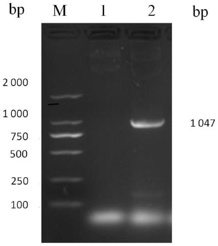 Prokaryotic soluble expression method of porcine circovirus 2b subtype Cap protein