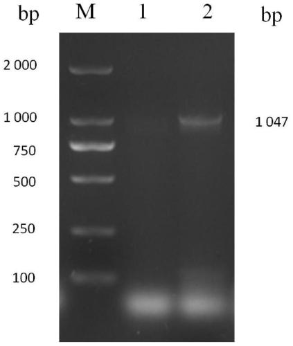 Prokaryotic soluble expression method of porcine circovirus 2b subtype Cap protein