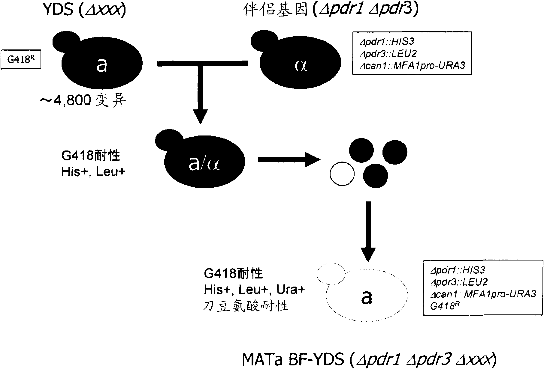 Set of yeast cells, method of identifying target candidate molecule, method of analyzing action mechanism and screening method