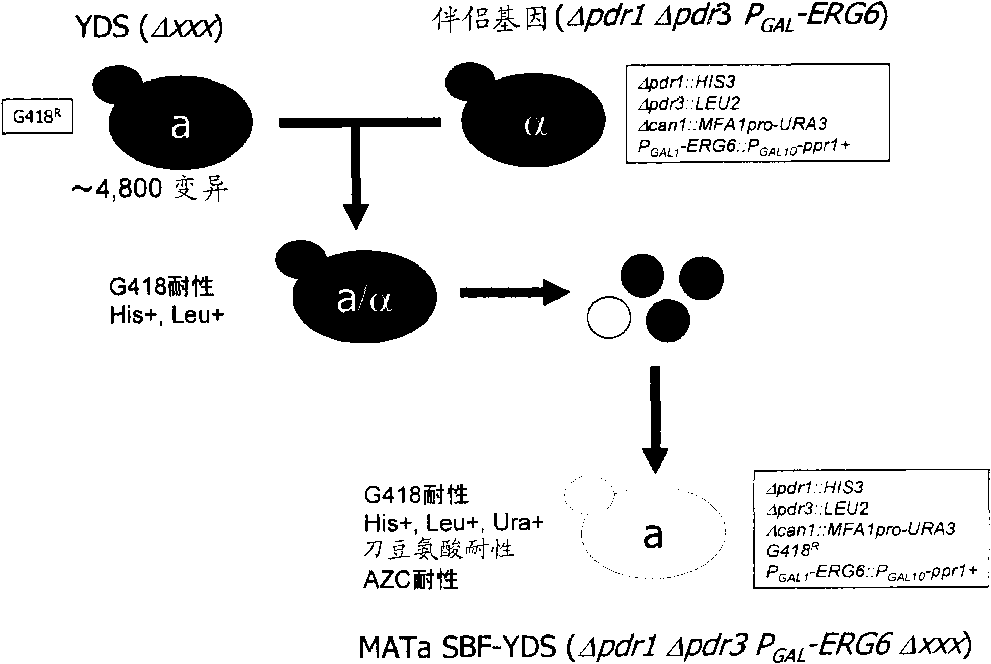 Set of yeast cells, method of identifying target candidate molecule, method of analyzing action mechanism and screening method