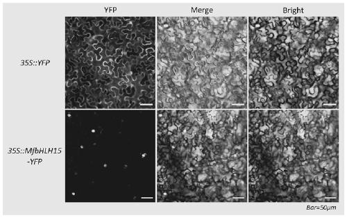 Myrothamnus flabellifolia gene MfbHLH15 and application thereof