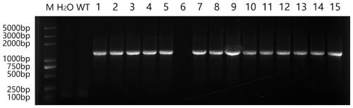 Myrothamnus flabellifolia gene MfbHLH15 and application thereof