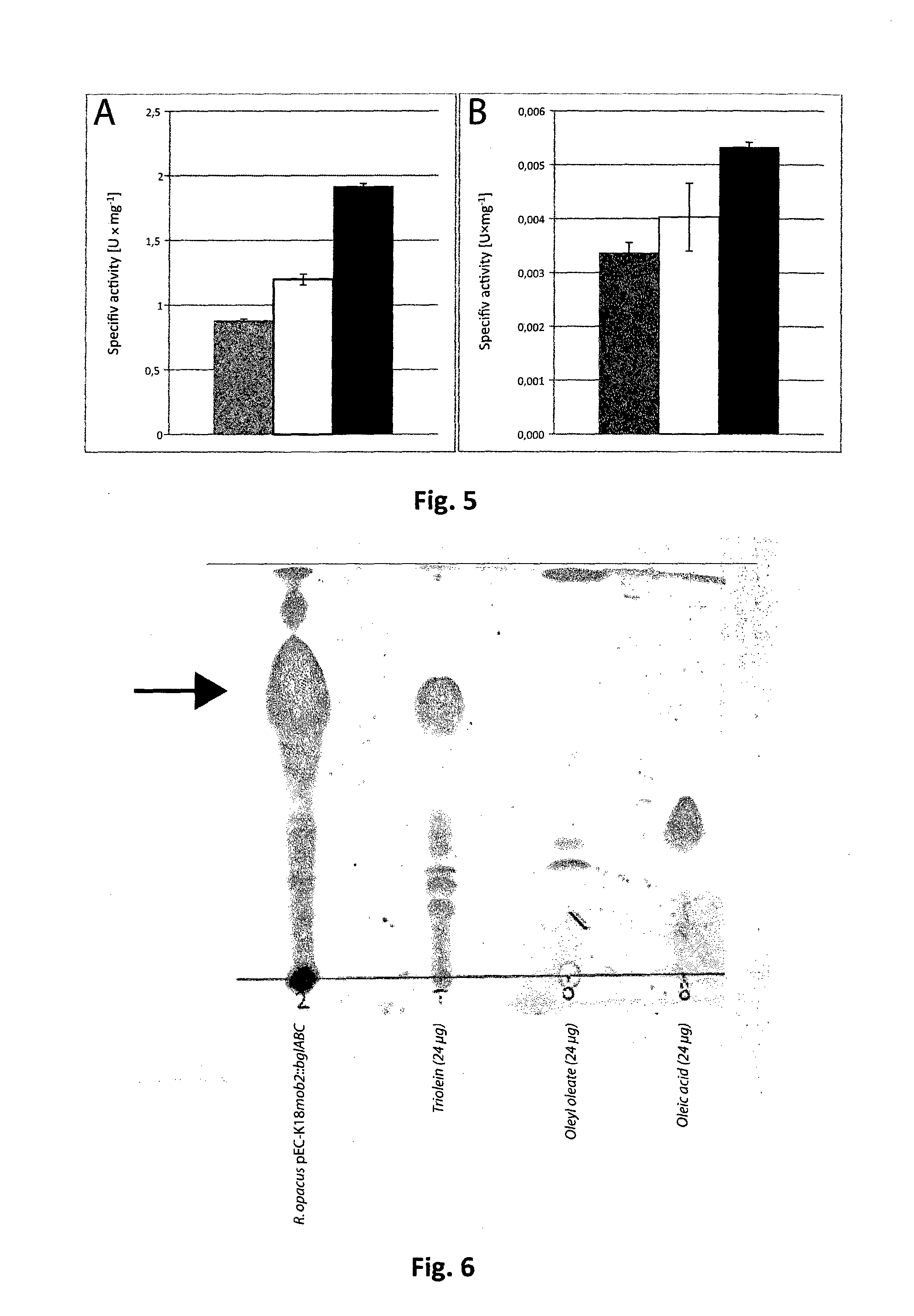 Oleaginous Bacterial Cells and Methods for Producing Lipids