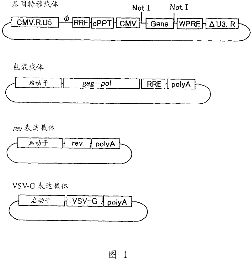 Therapeutic agent for disease with apoptotic degeneration in eye tissue cell containing PEDF and FGF2