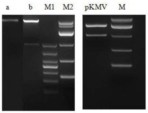 Method for realizing animal sex control by editing X chromosome multi-copy genes