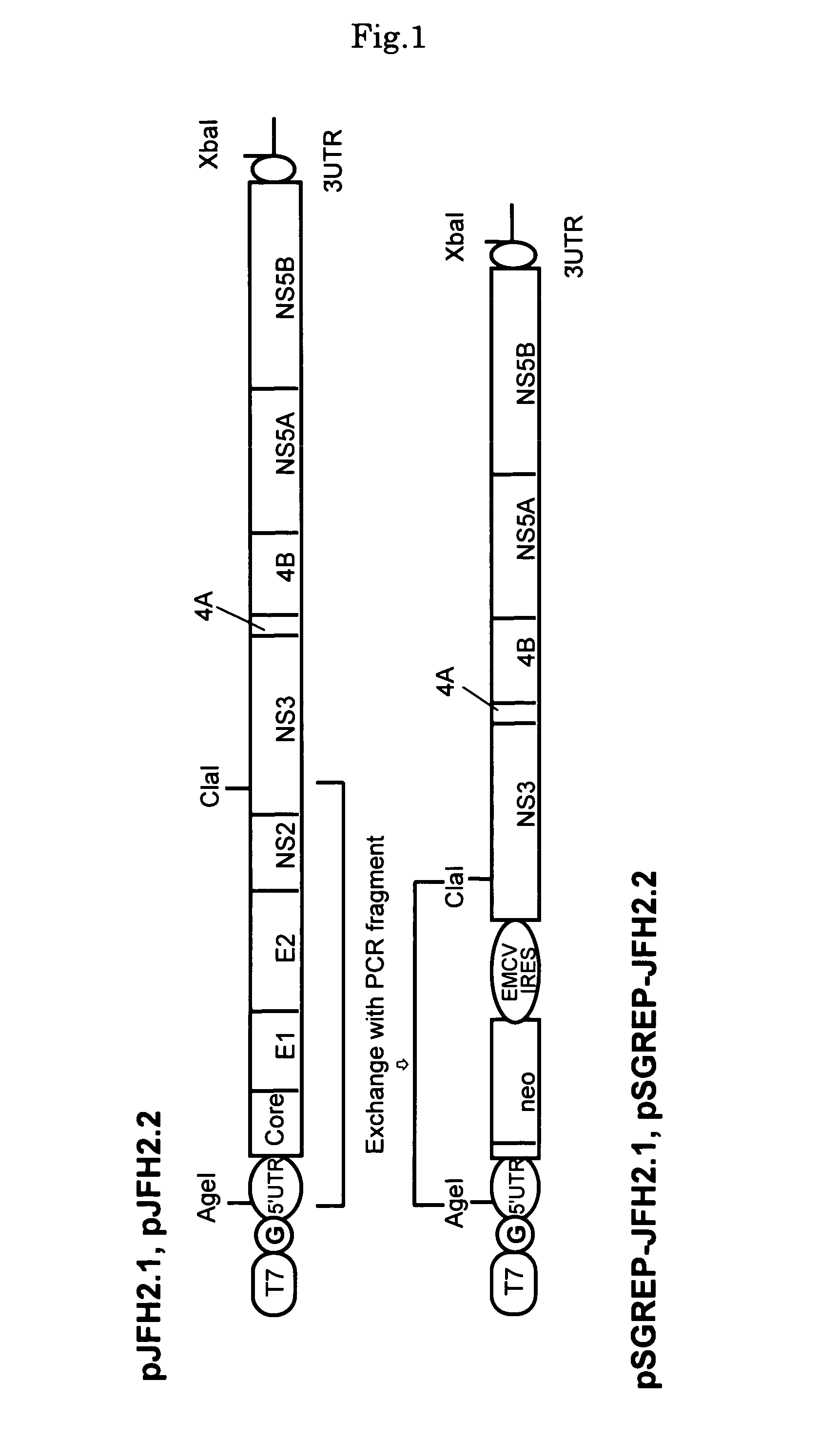 Nucleic acid and gene derived from novel HCV strain and replicon-replicating cell using said gene