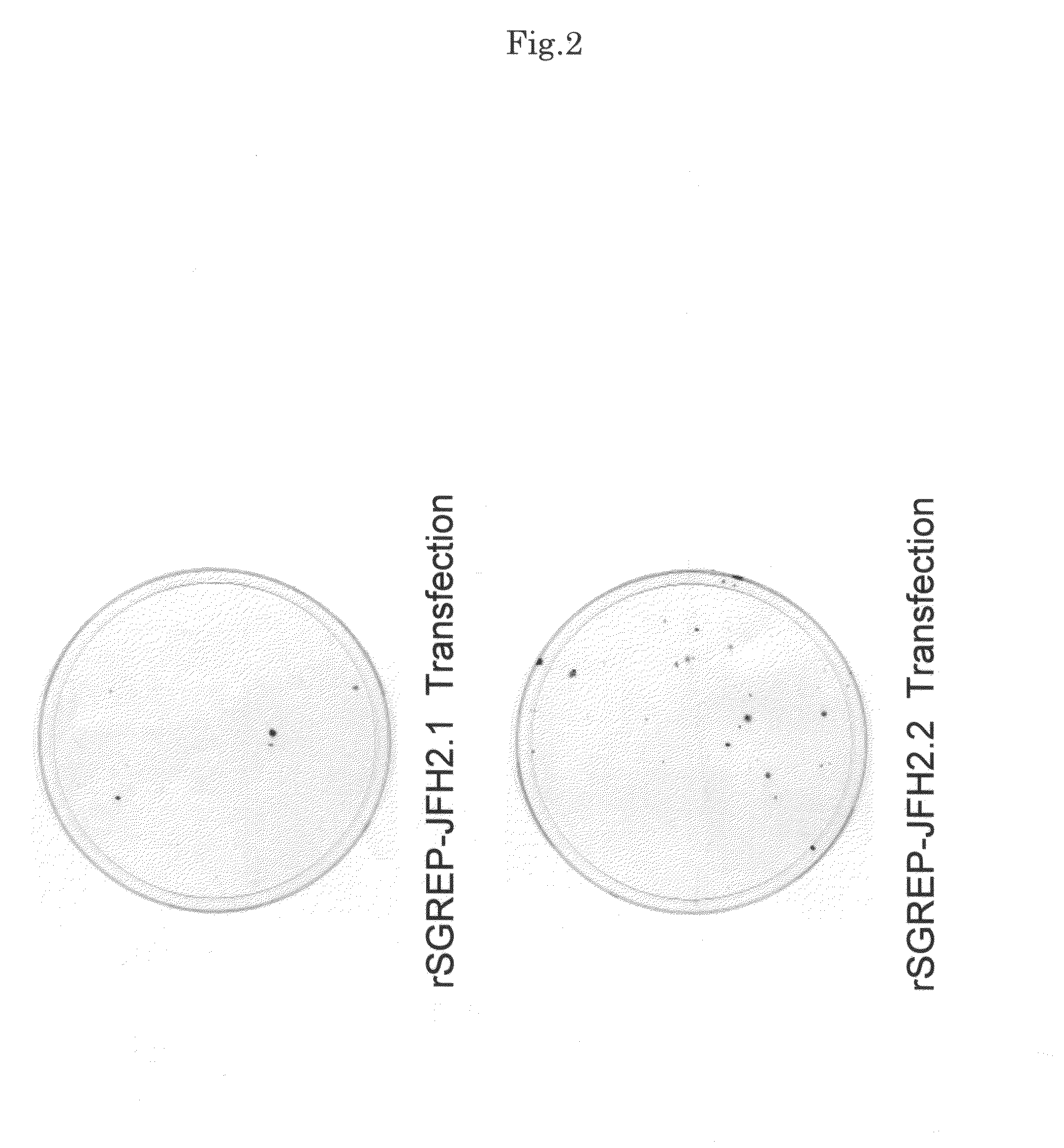 Nucleic acid and gene derived from novel HCV strain and replicon-replicating cell using said gene