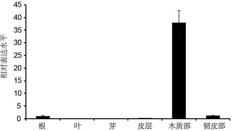 Gene for regulating polar wood yield and application thereof