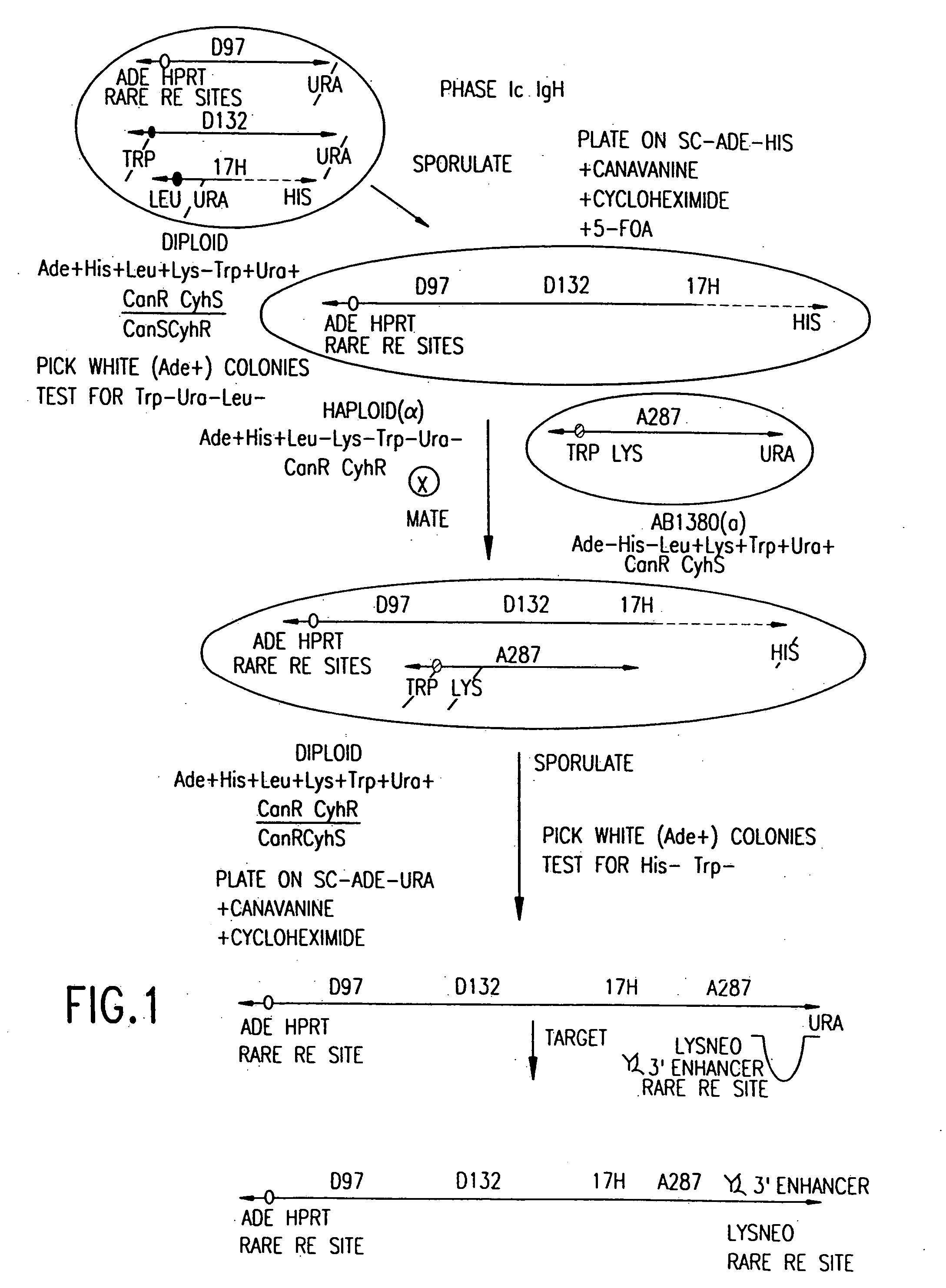 Human antibodies derived from immunized xenomice