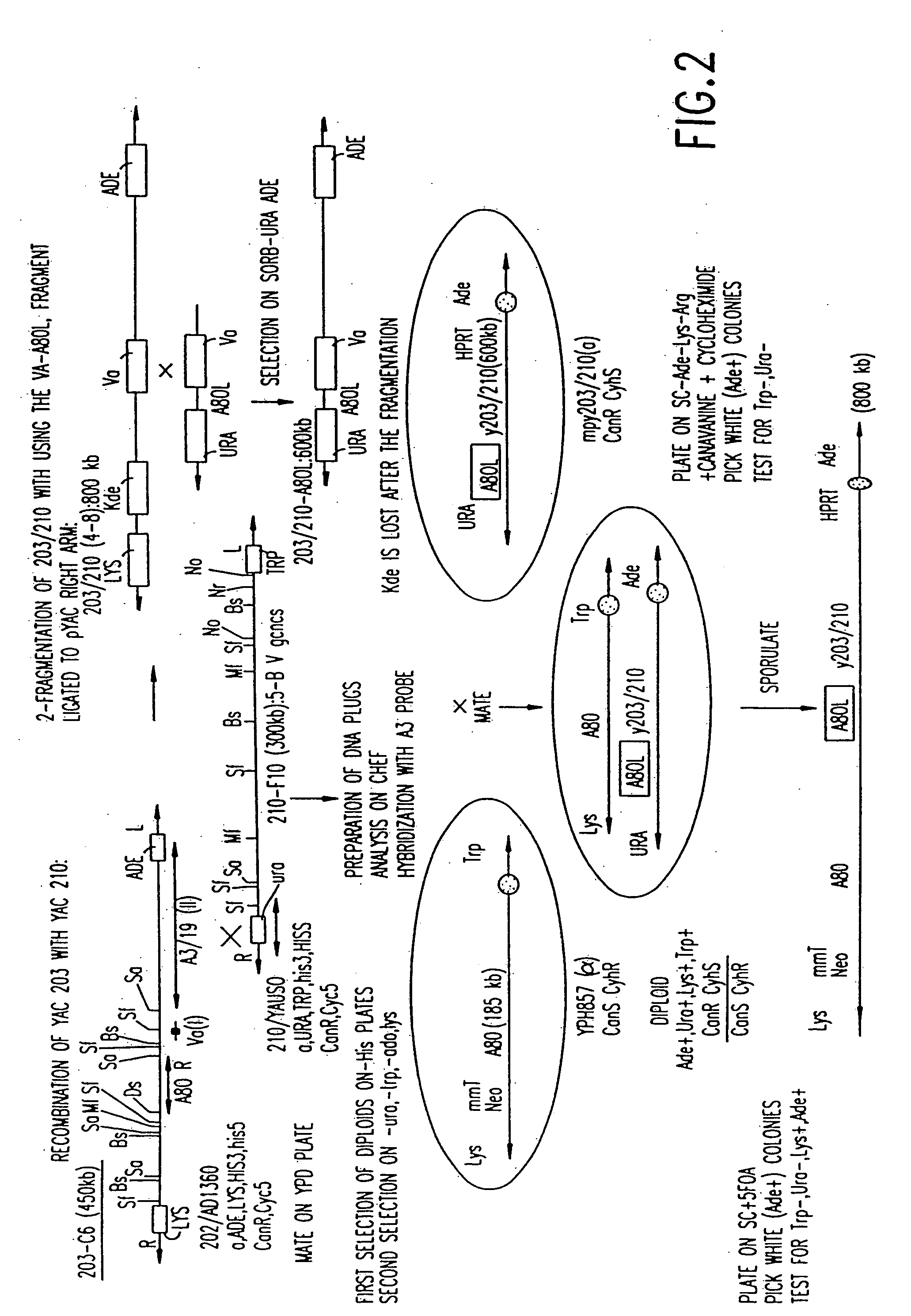 Human antibodies derived from immunized xenomice