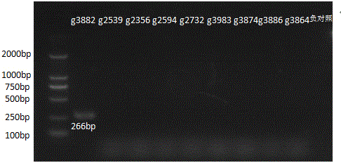 Nucleotide specific to Cronobacter O antigen and application thereof