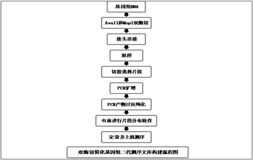 A double-enzyme digestion simplified genome next-generation sequencing library construction method and supporting kit