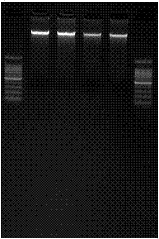 A double-enzyme digestion simplified genome next-generation sequencing library construction method and supporting kit