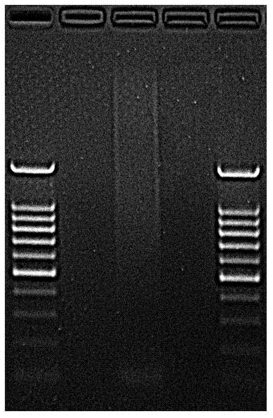 A double-enzyme digestion simplified genome next-generation sequencing library construction method and supporting kit