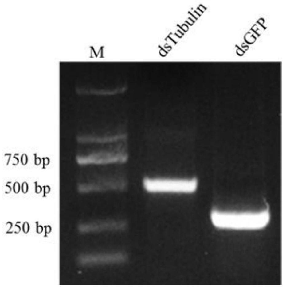 Method for establishing influence of interacting protein on phytoplasma propagation through RNAi (Ribonucleic Acid Interference)