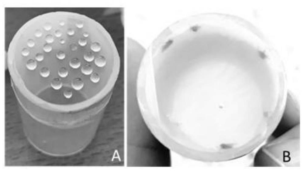 Method for establishing influence of interacting protein on phytoplasma propagation through RNAi (Ribonucleic Acid Interference)