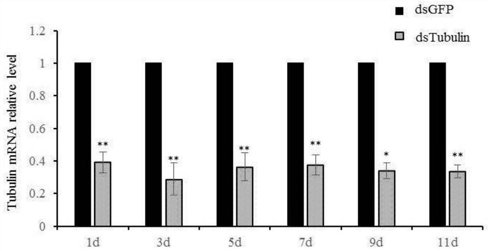 Method for establishing influence of interacting protein on phytoplasma propagation through RNAi (Ribonucleic Acid Interference)