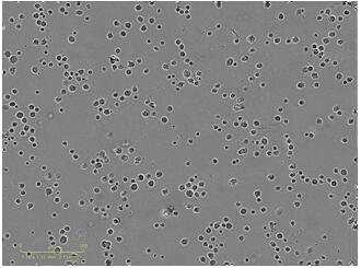 cd29  <sup>+</sup> Human umbilical cord-derived mesenchymal stem cells and their use in the preparation of drugs for the treatment of skeletal muscle atrophy in high-sugar and high-fat environments