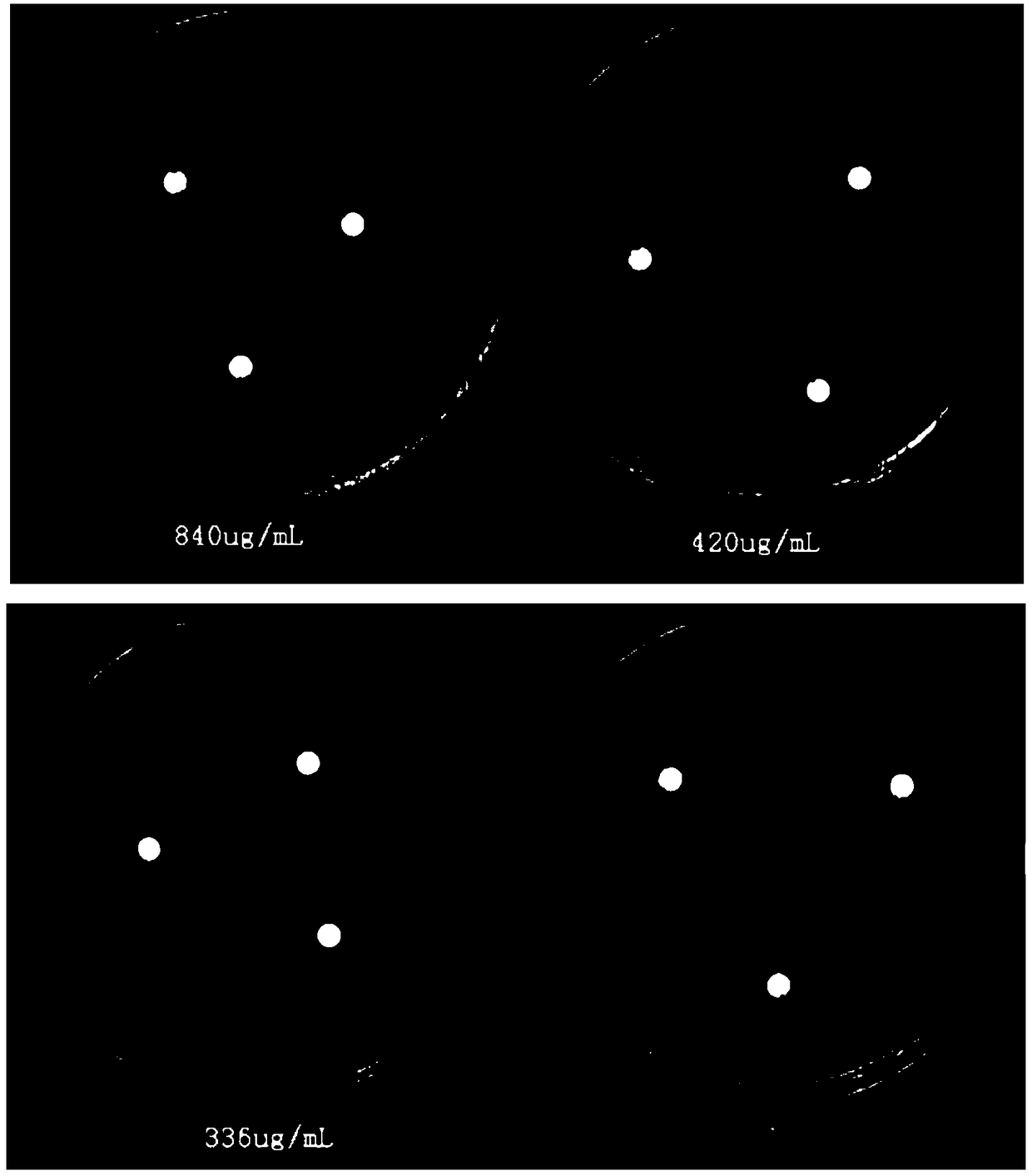 A method for combined control of tobacco bacterial wilt by utilizing Pyriformis indica and trichloroisocyanuric acid