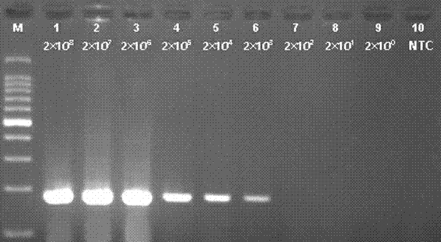 Astrovirus real-time isothermal amplification detection kit, its primers and probe