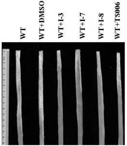 Application of beta-nitro ethyl acrylate compound in preventing and/or treating plant diseases