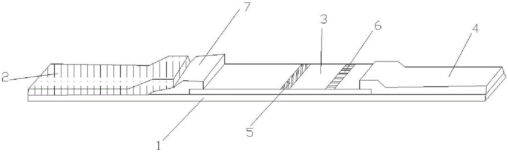 Immune lateral chromatography detection system and preparation method thereof