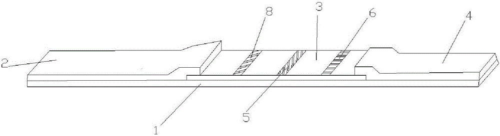 Immune lateral chromatography detection system and preparation method thereof