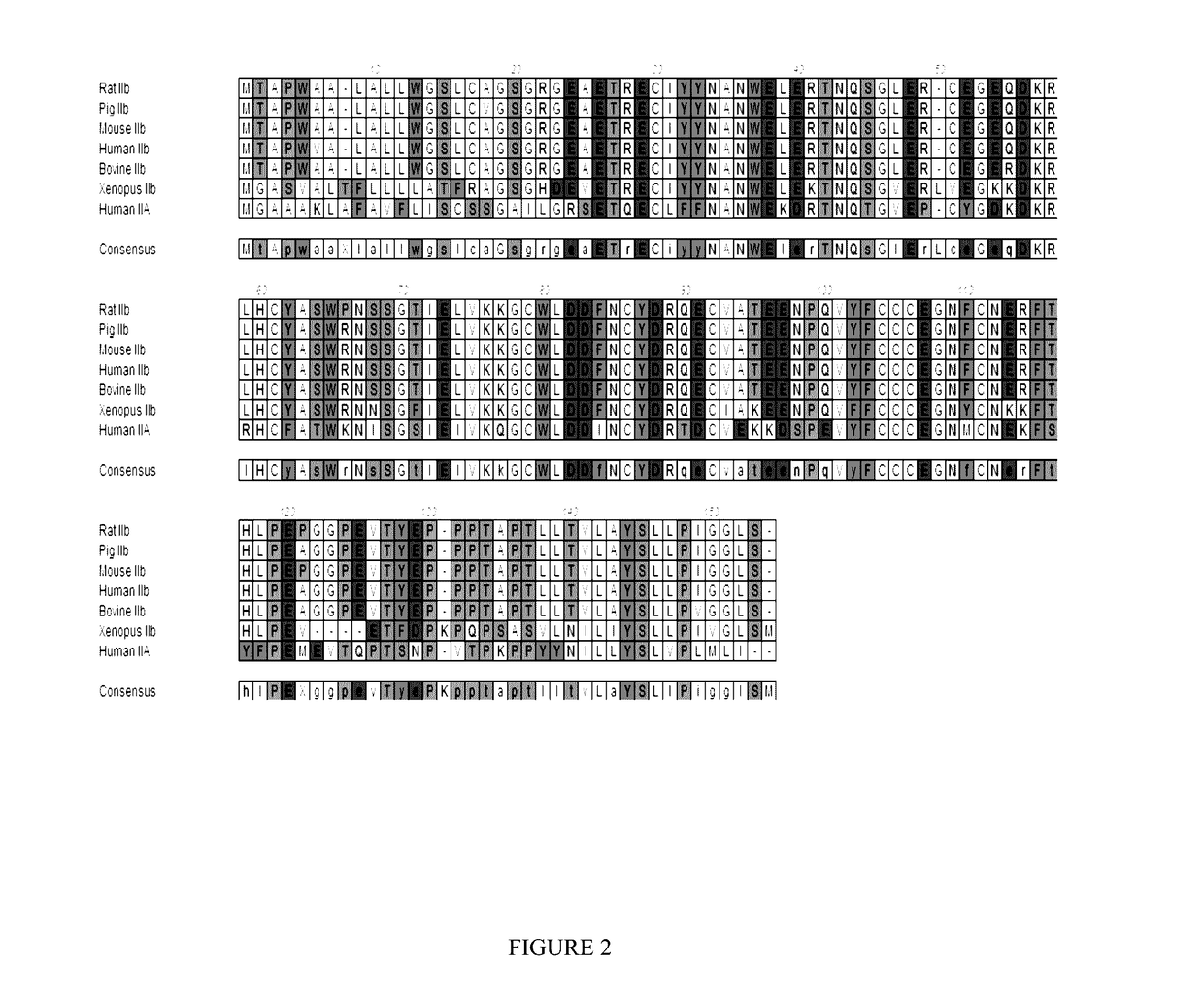 Methods and compositions for treating ineffective erythropoiesis