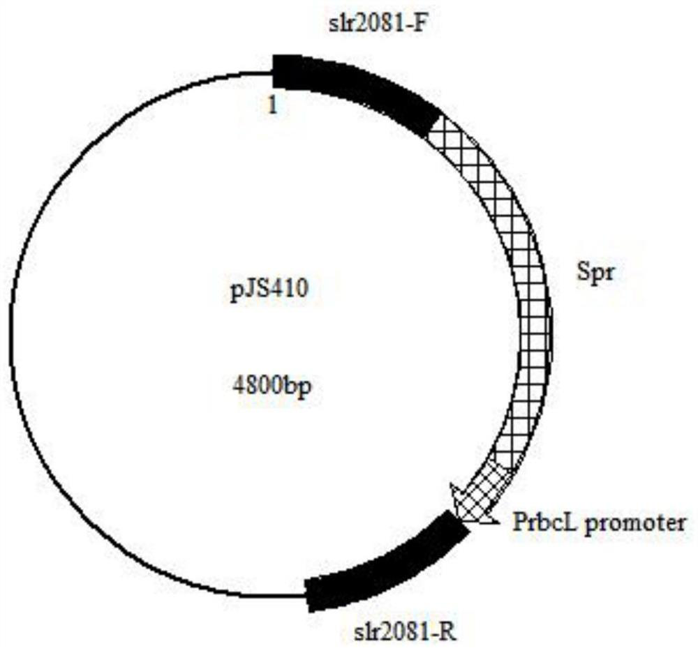 Construct, vector and cyanobacteria for synthesizing caffeic acid, and method for producing caffeic acid in cyanobacteria