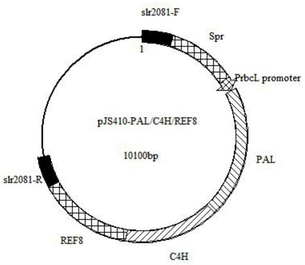 Construct, vector and cyanobacteria for synthesizing caffeic acid, and method for producing caffeic acid in cyanobacteria