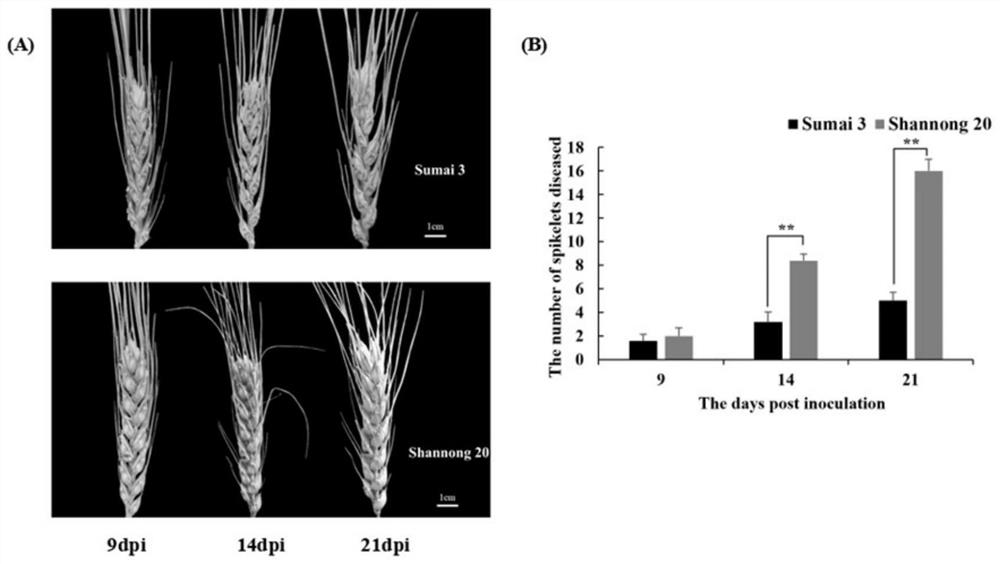 Application of proline and alanine in prevention and treatment of wheat scab