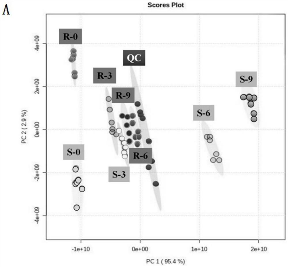 Application of proline and alanine in prevention and treatment of wheat scab