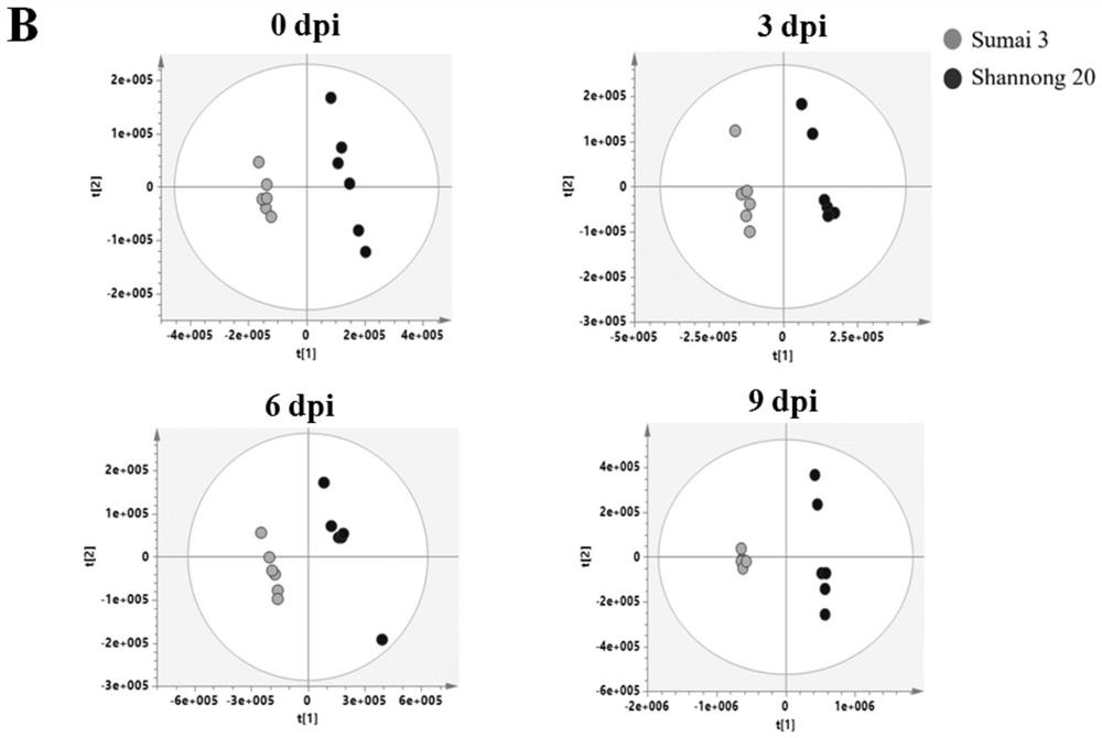 Application of proline and alanine in prevention and treatment of wheat scab