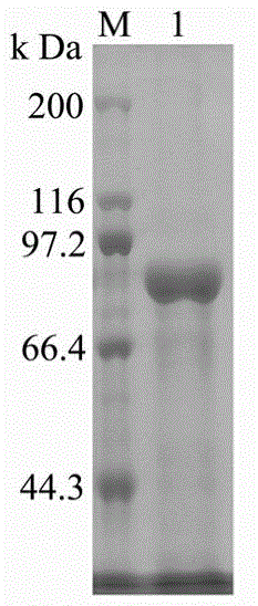 Glutamyltranspeptidase for synthesizing gamma-polyglutamic acid and coding gene thereof