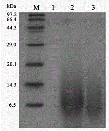 Glutamyltranspeptidase for synthesizing gamma-polyglutamic acid and coding gene thereof