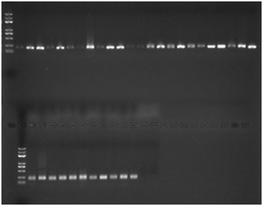 Oudemansiella radicata SSR molecular marker primer group and application thereof