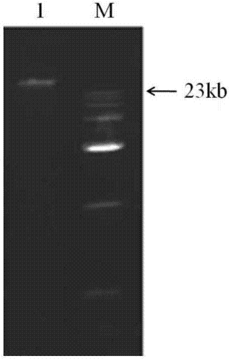 Application of lactobacillus plantarum YS4 in preparation of food or drugs for preventing ulcerative colitis