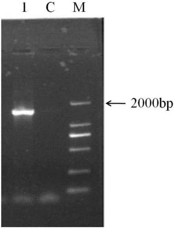 Application of lactobacillus plantarum YS4 in preparation of food or drugs for preventing ulcerative colitis