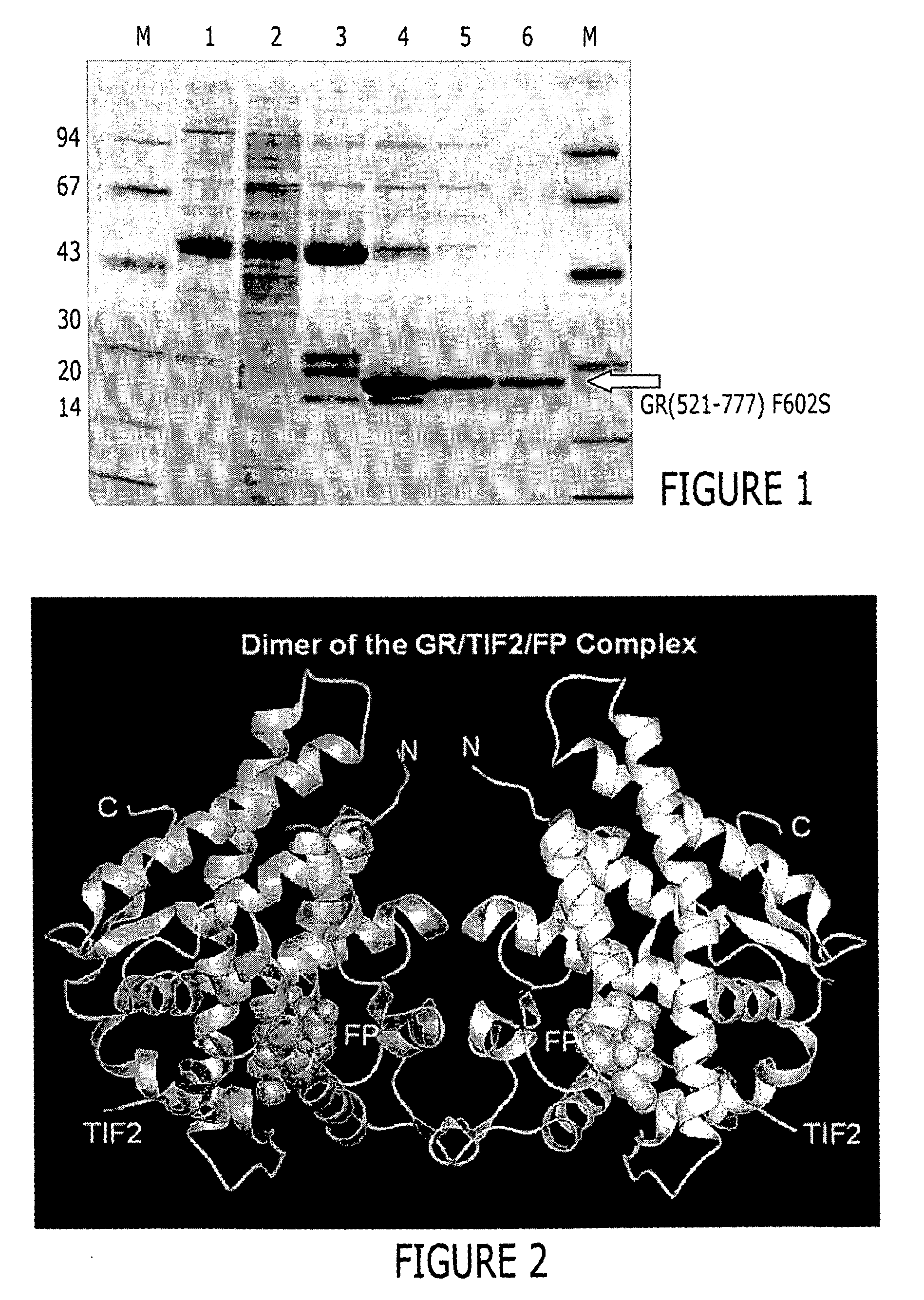 Structure of a glucocorticoid receptor ligand binding domain comprising an expanded binding pocket and methods employing same