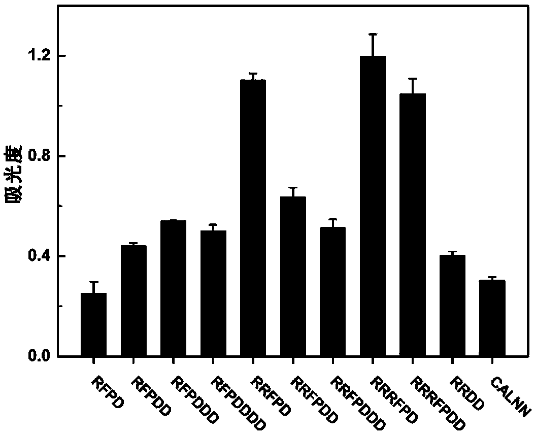 Anchoring polypeptide taking basic amino acid as anchoring end and application of anchoring polypeptide