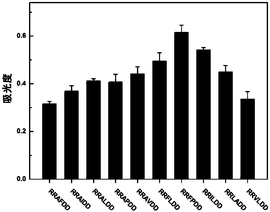 Anchoring polypeptide taking basic amino acid as anchoring end and application of anchoring polypeptide