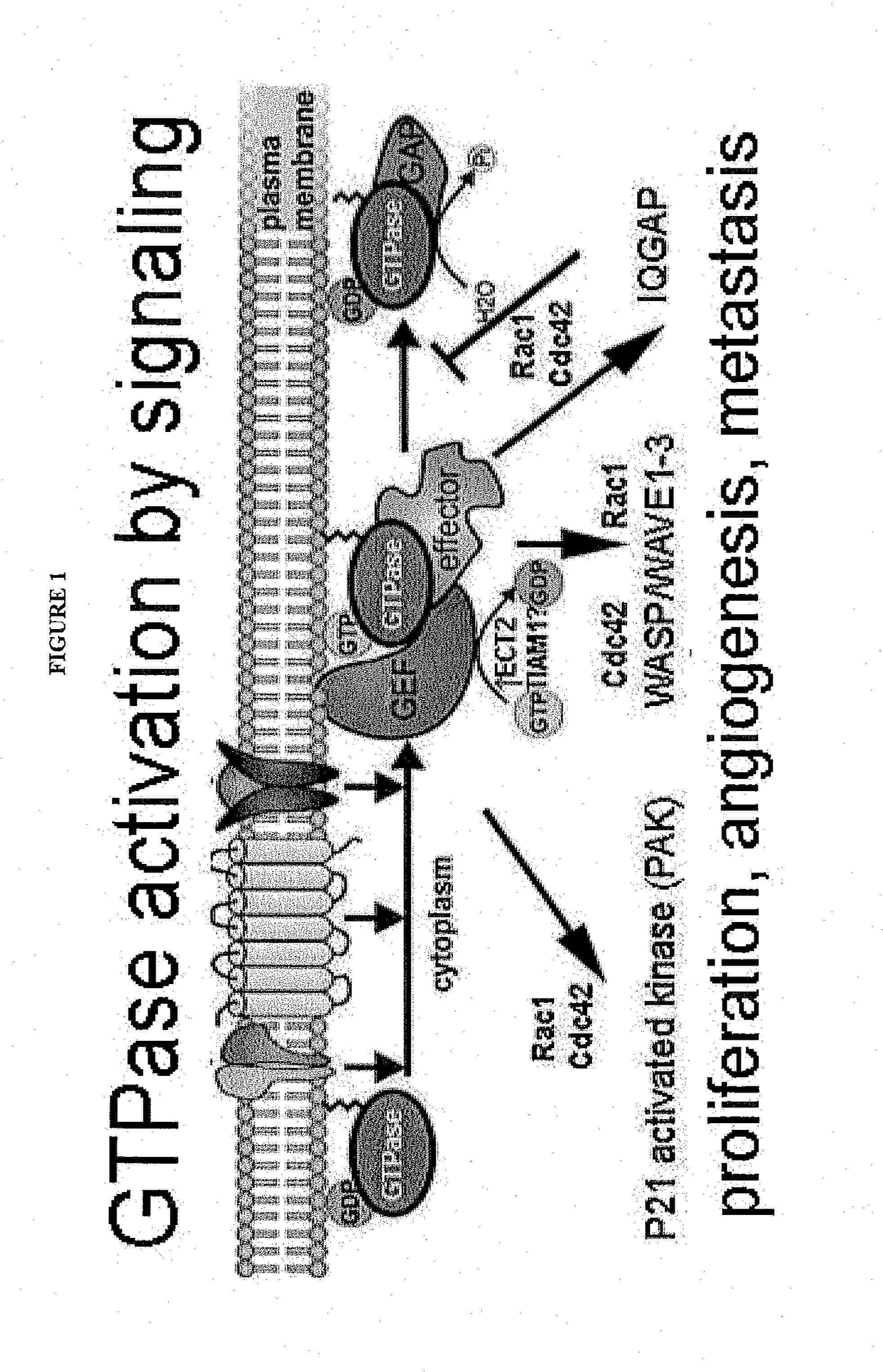 Modulators of GTPases  and Their Use