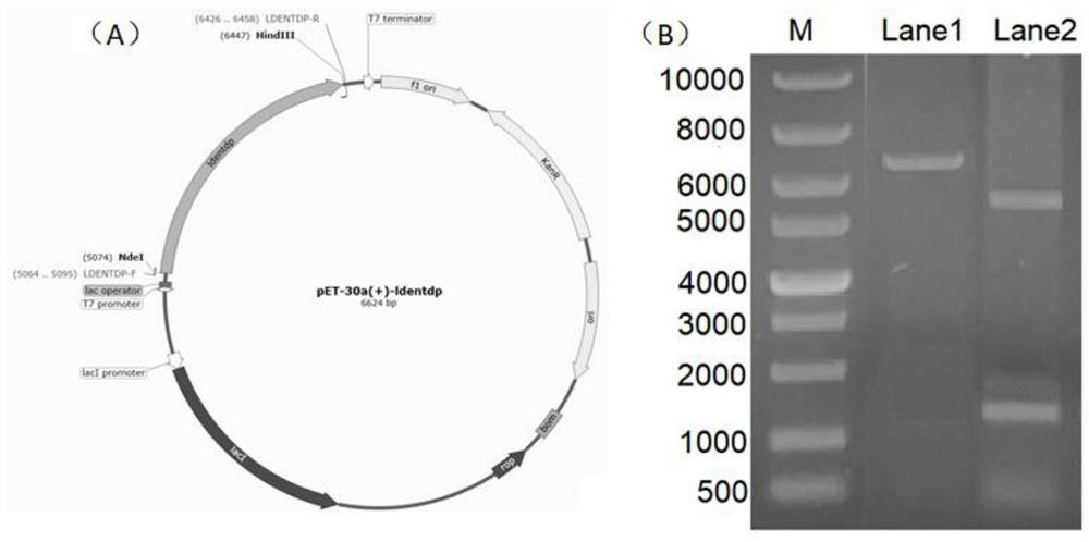 Beta-glucan synthase activity detection kit, detection method and application