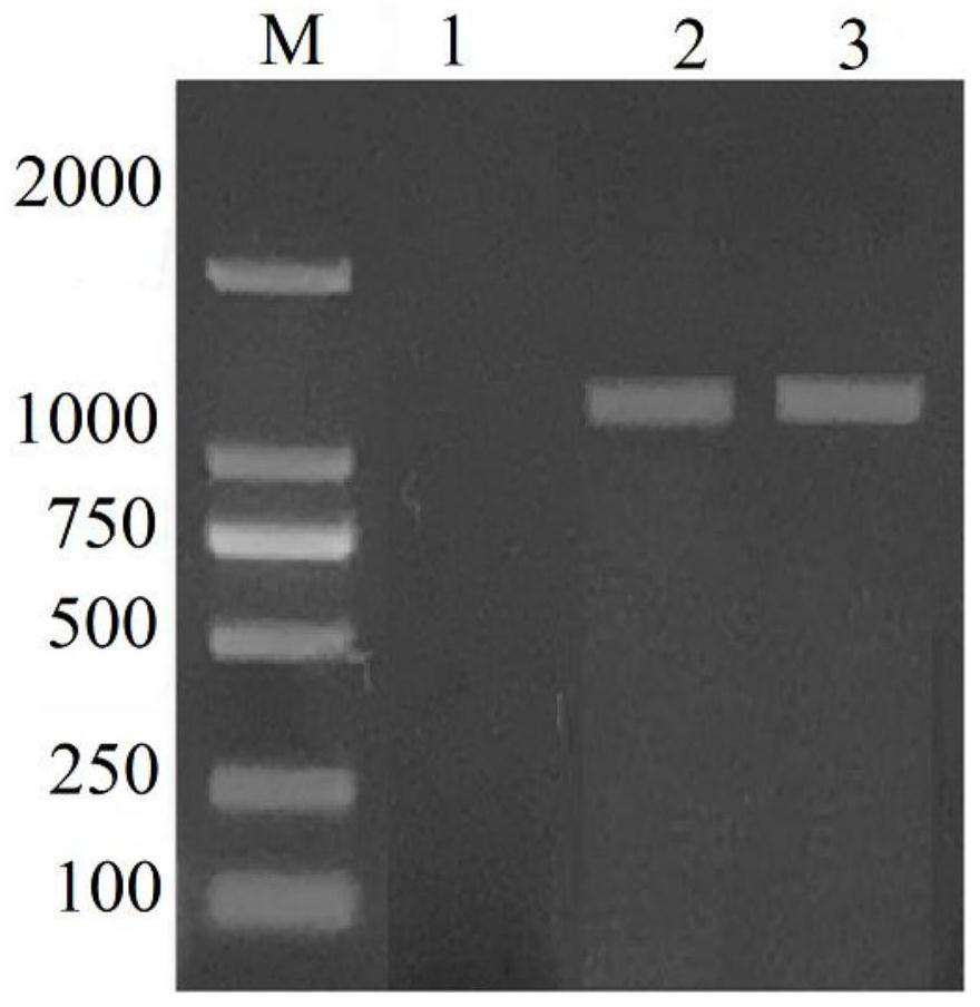 Beta-glucan synthase activity detection kit, detection method and application